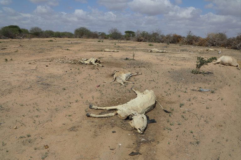 Dürre in Somalia, Verendetes Vieh