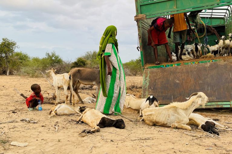 Frau steht neben Transporter, Vieh liegt am Boden, Somalia, Dürre