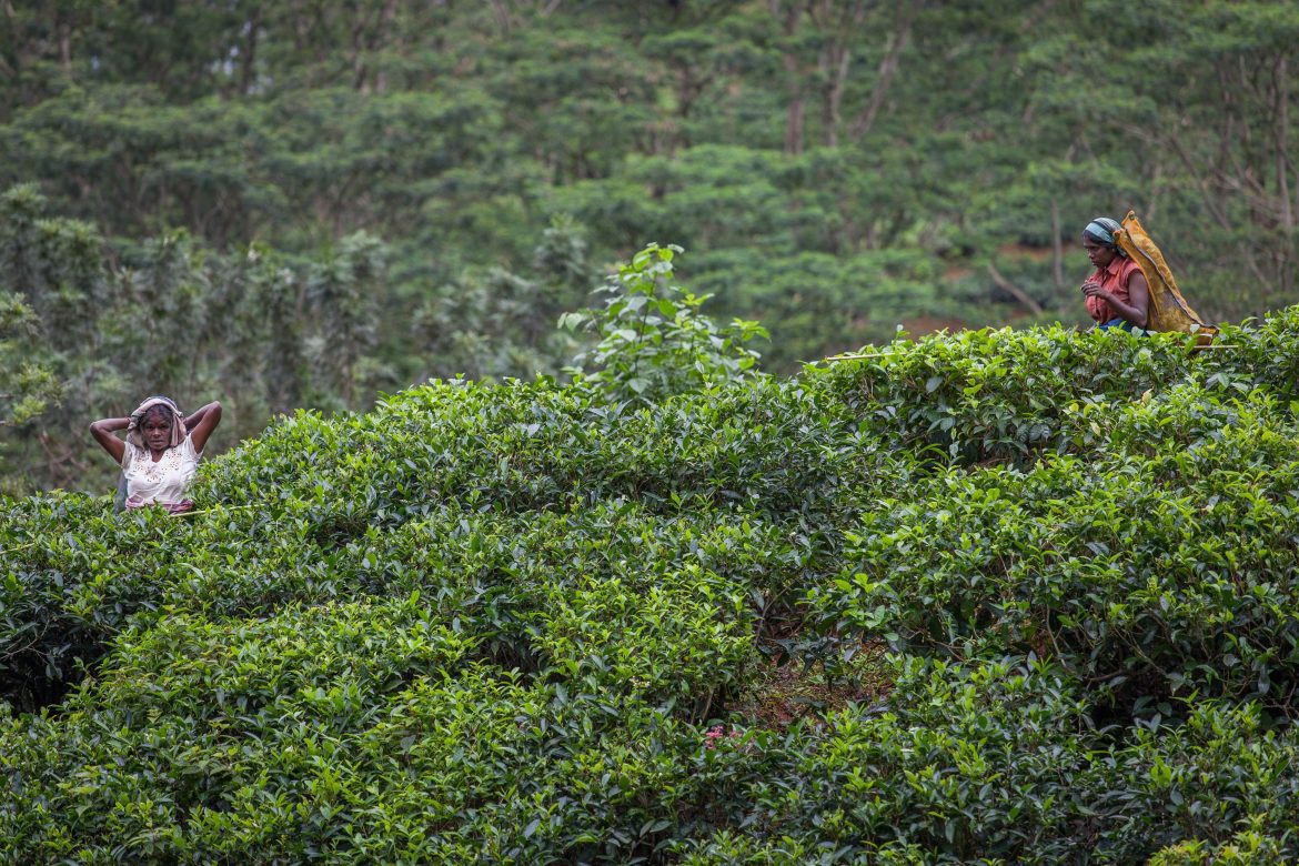 Frauen in Teeplantage, Sri Lanka, Wirtschaftskrise