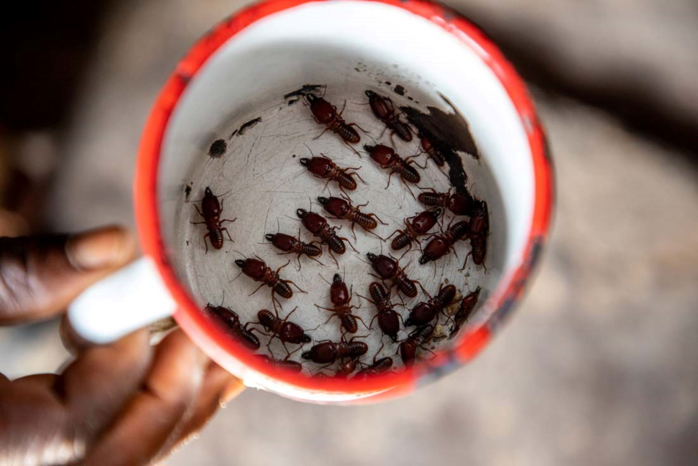 G_KlimaPaketTermiten